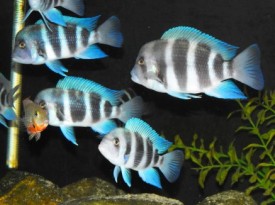 tropical fish stores
